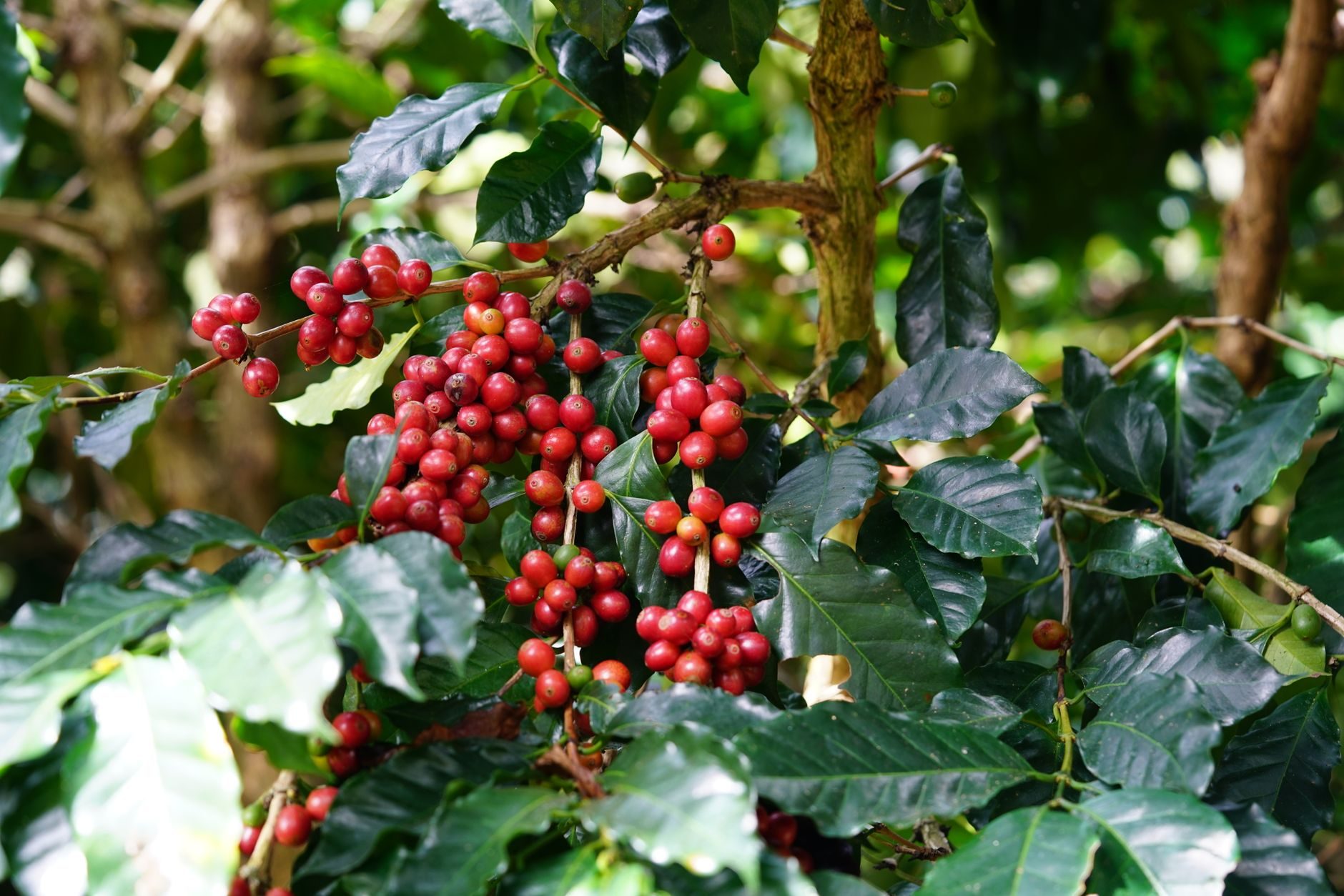 Coffee cherries on the plant