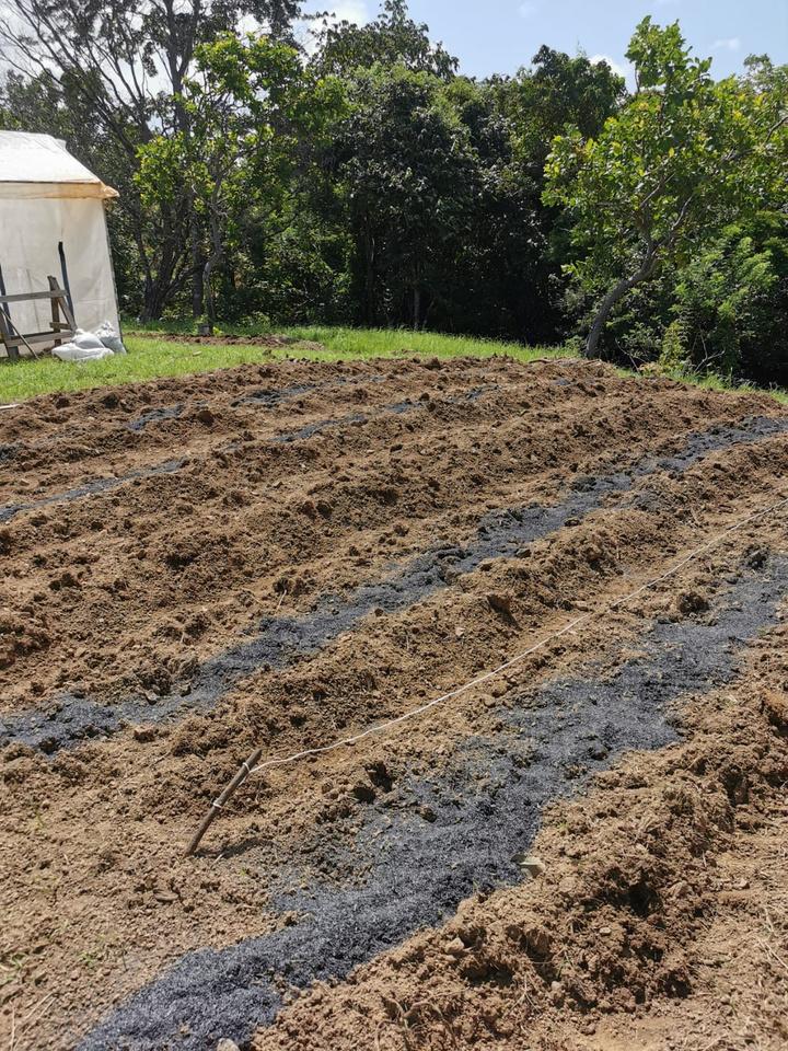 Field trial with biochar in furrows