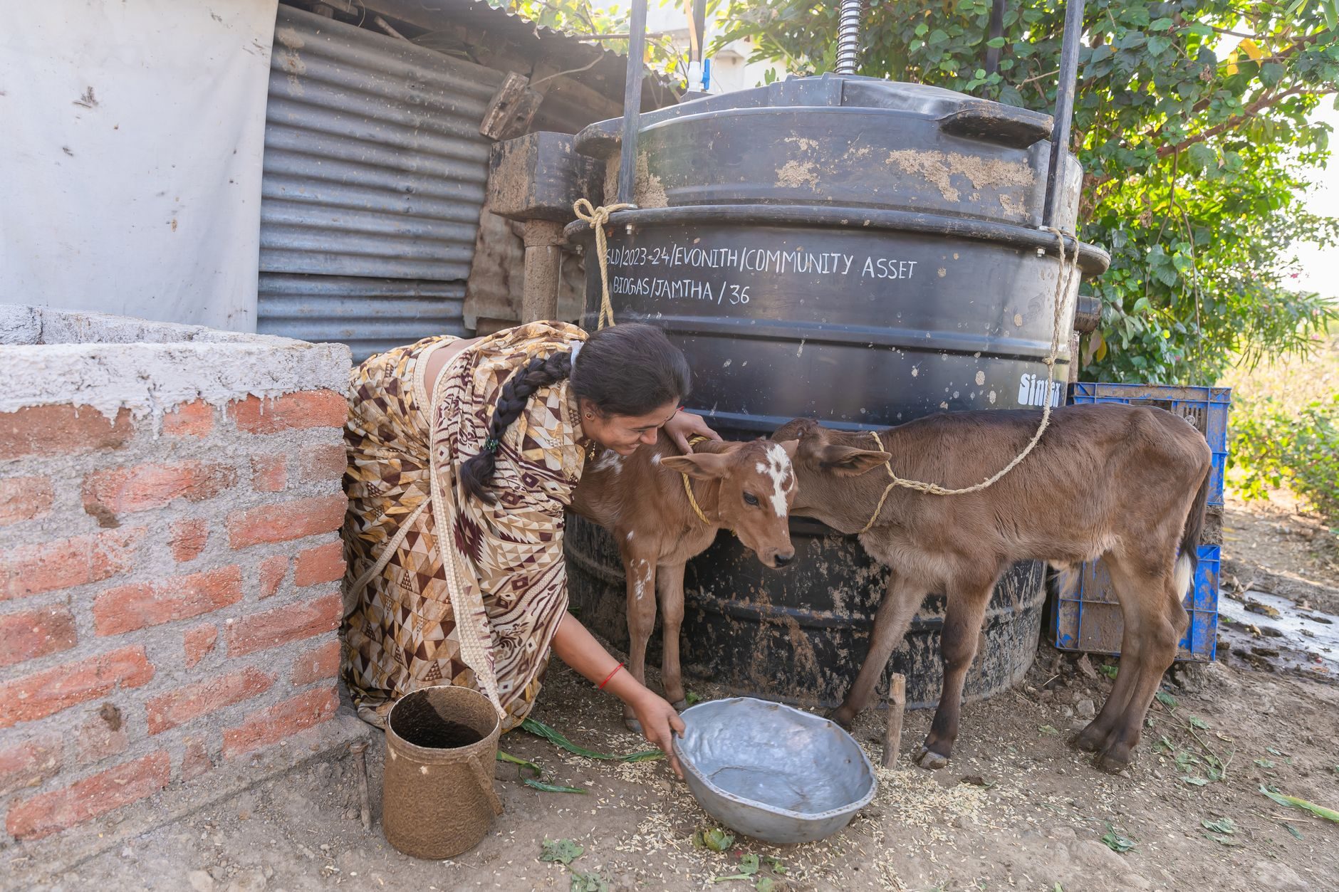 Farmer feeding calves on a small farm