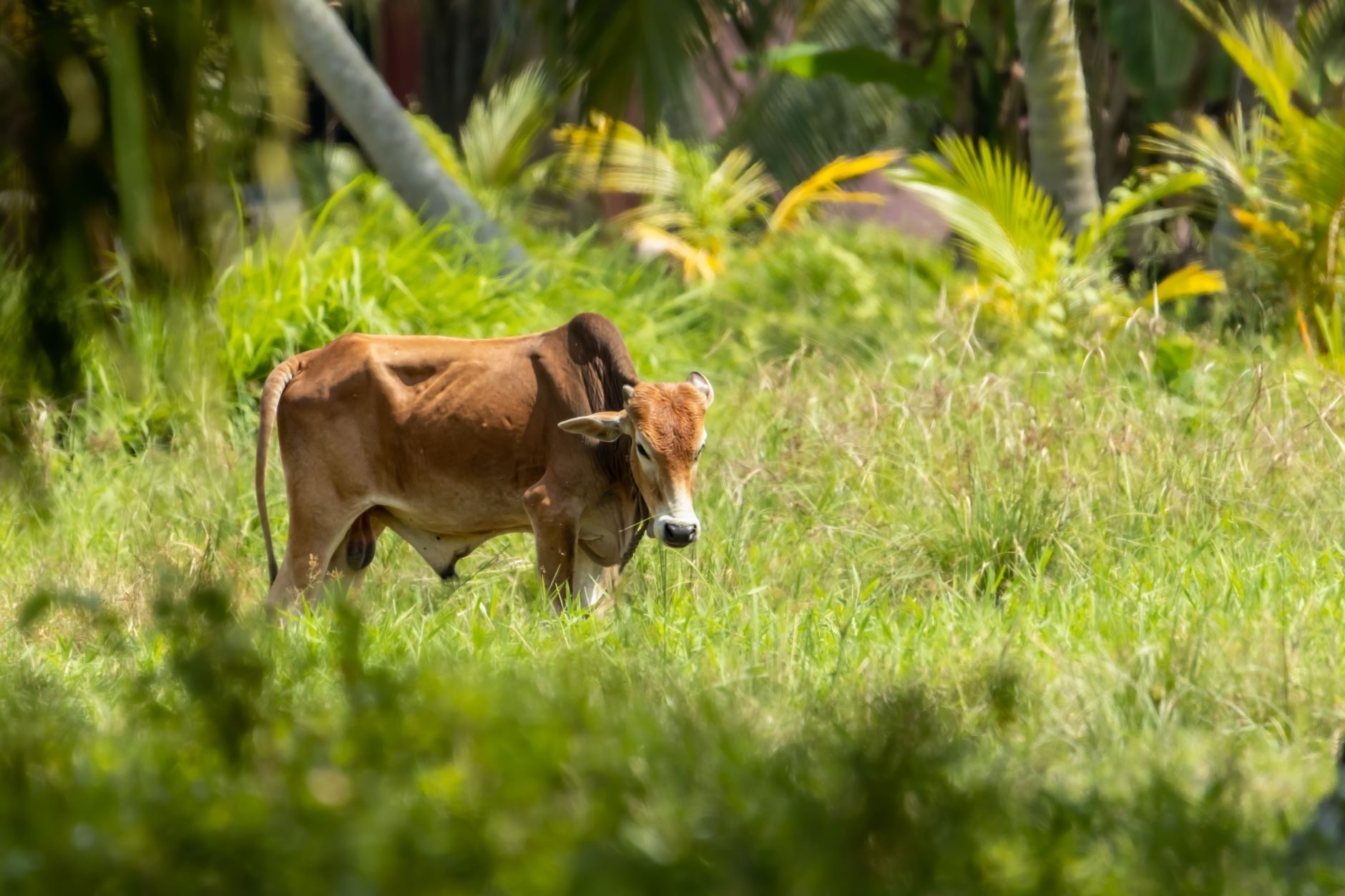 Vaca en pastizal tropical