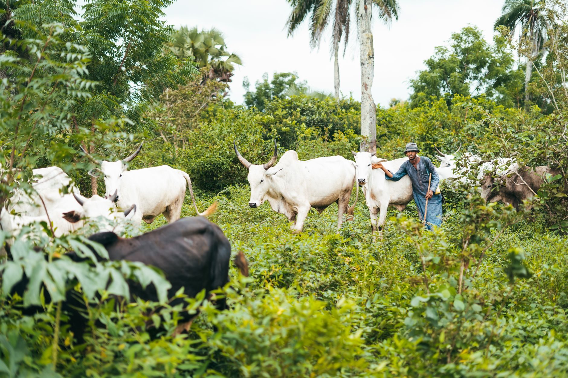 Ganado en una finca tropical