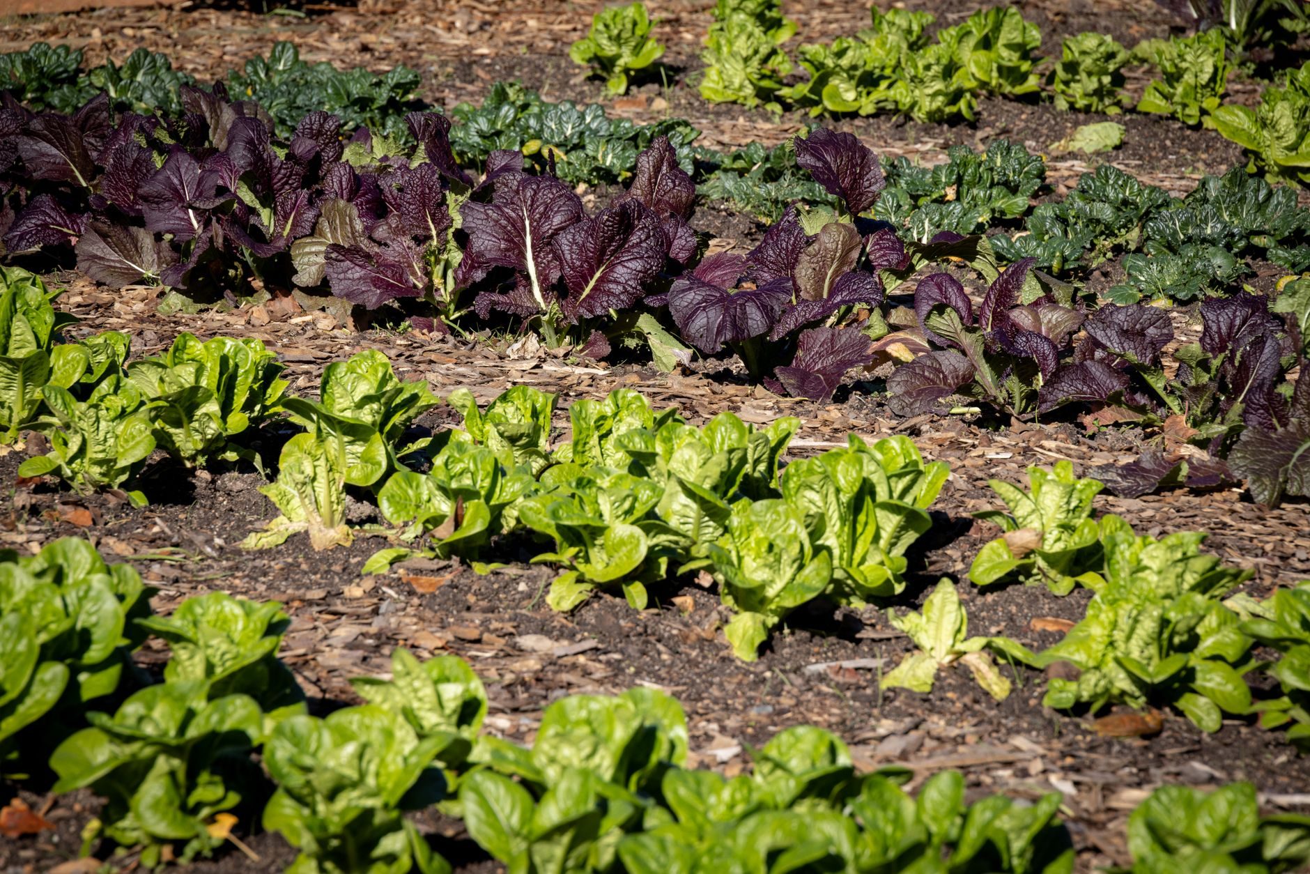 Rows of vegetables on a farm