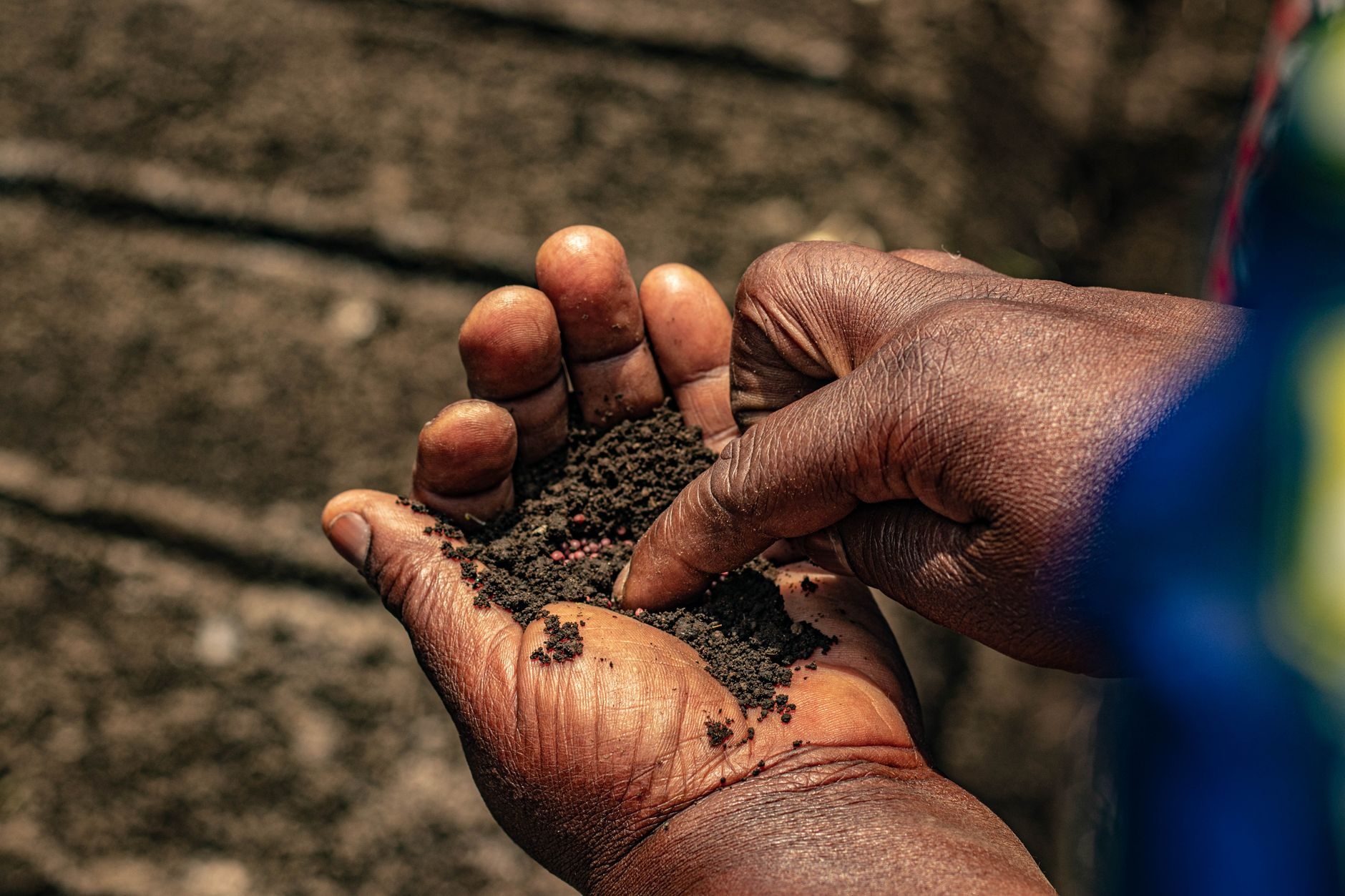 Hands holding biochar, charcoal for the soil
