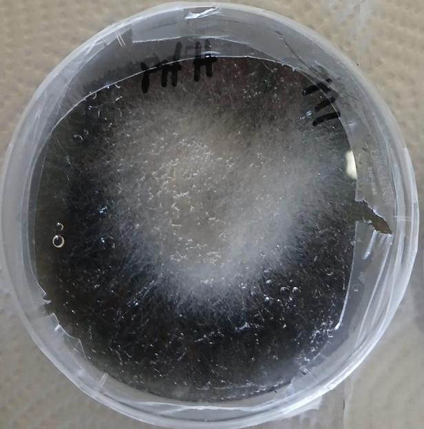 Fungal mycelium growing on biochar in the Biochar Company lab