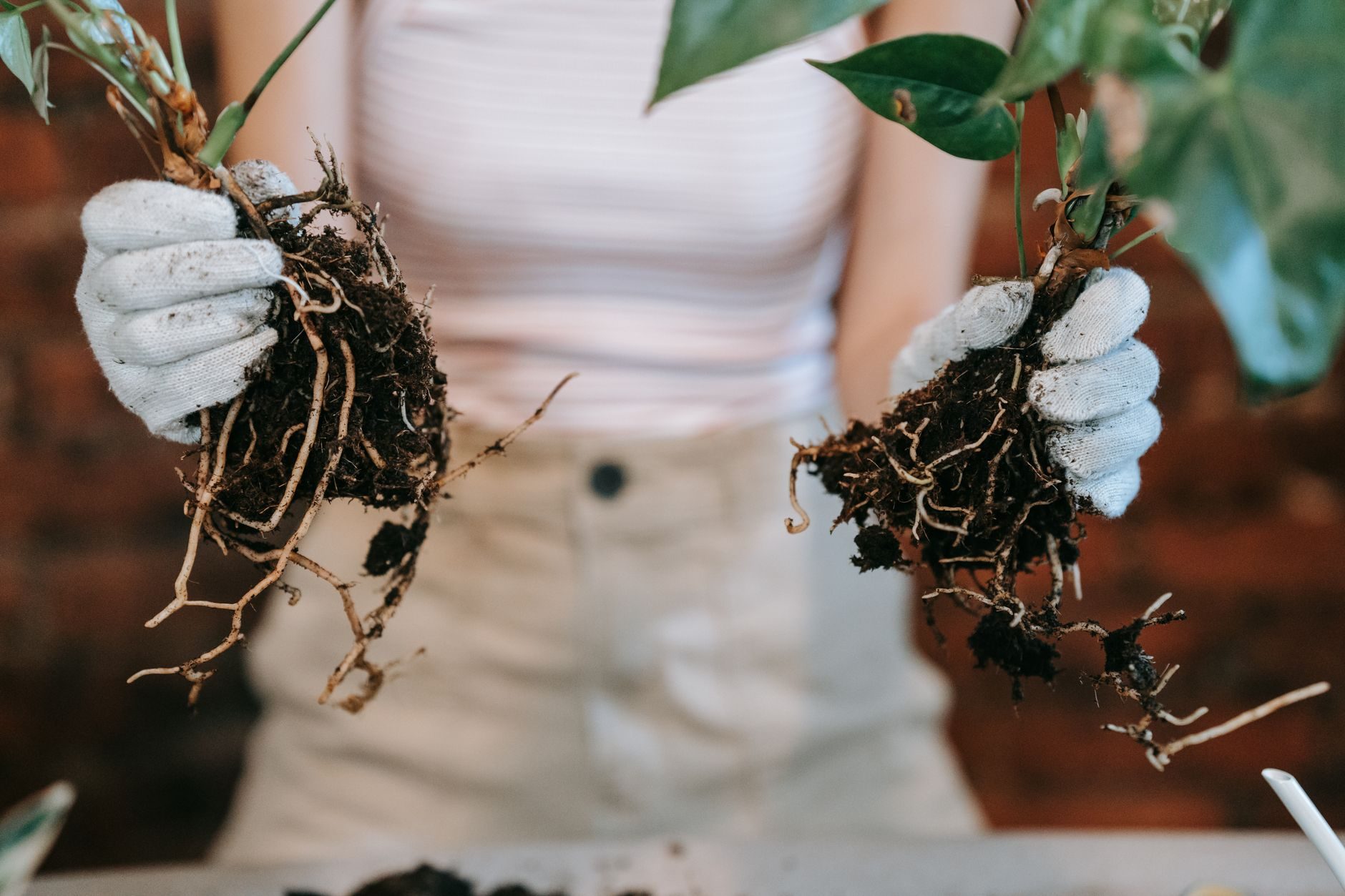 Raíces de una planta con tierra
